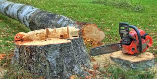 West Hollywood, CA Tree Care Company