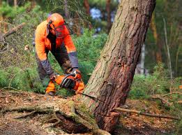 How Our Tree Care Process Works  in  West Hollywood, CA